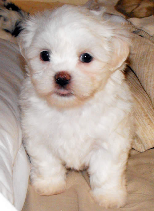 french poodle maltese